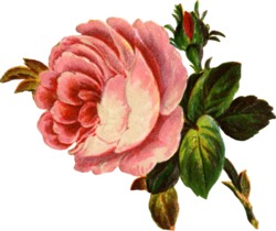 DO UPORZĄDKOWANIA - large-soft-pink-rose.jpg