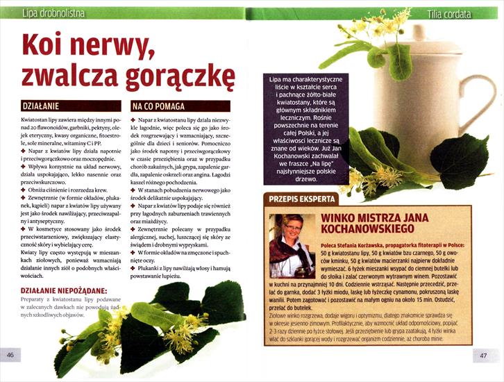 St.Korżawska-zioła - Lipa drobnolistna str 1.jpg